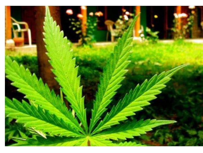 Três pessoas são hospitalizadas após comerem bolo de maconha em Mato Grosso