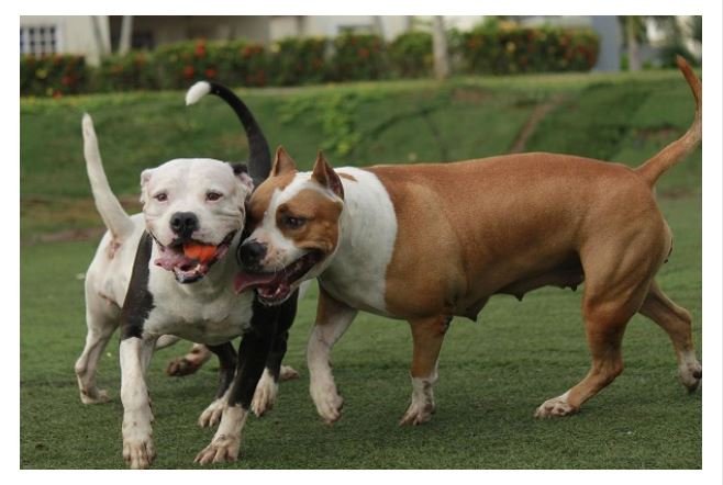Homem invade quintal de casa e acaba atacado por dois pitbulls