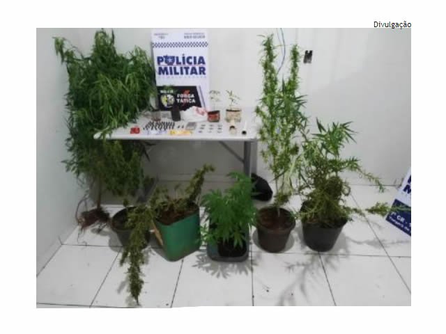 Polícia prende traficante com 10 pés de maconha em casa após denúncia via 190