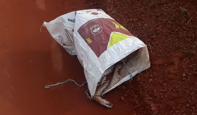 Moradores em Colíder denunciam animais mortos sendo jogados em estrada. (Vídeo)