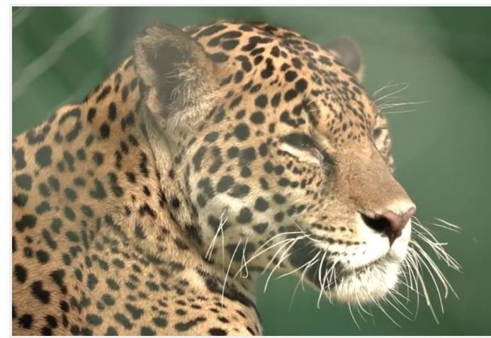 Onça queimada em incêndio no Pantanal se cura dos ferimentos, mas não consegue mais caçar e não voltará à natureza