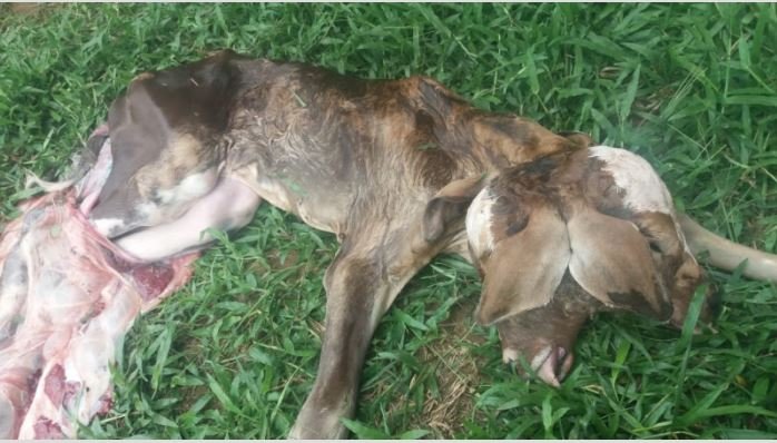 Bezerro de duas cabeças nasce na zona rural em Ji-Paraná.