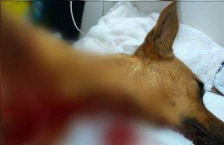 Homem discute com namorada e acaba esfaqueando cachorro dela