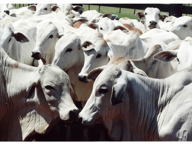 Bandidos invadem fazenda e roubam mais de 100 bezerros em MT