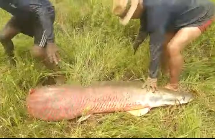 Peixe pirarucu nocauteou pescador