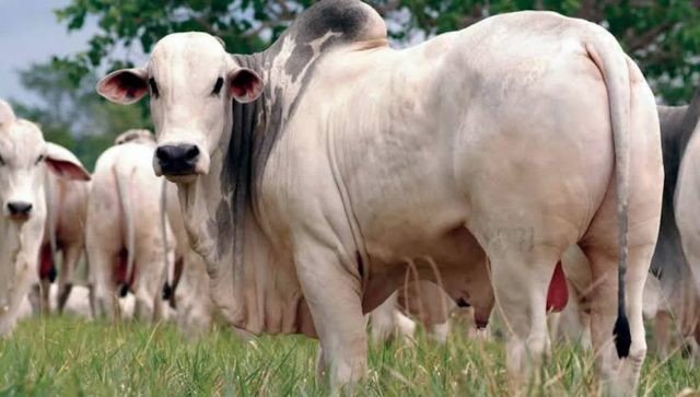 Alta na cotação da carne bovina surpreende e preços se aproximam dos picos registrados em novembro do ano passado