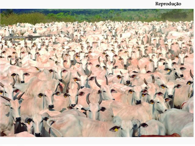 Mato Grosso comemora jubileu de prata (25 anos) sem febre aftosa