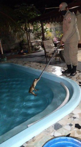 Moradores levam susto ao encontrar jacaré dentro da piscina de casa