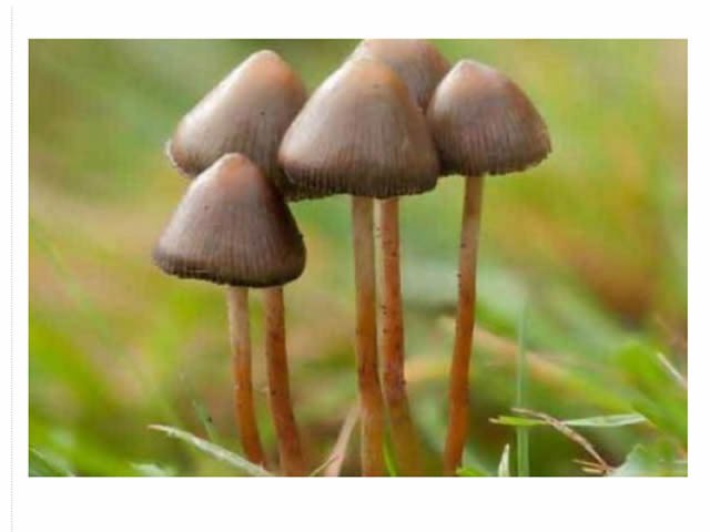 Homem injeta chá de cogumelo na veia e fungo começa a crescer dentro dele