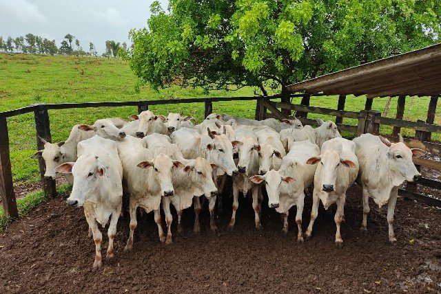 Gado furtado de fazenda em Nova Brasilândia é localizado em propriedade em Santo Afonso