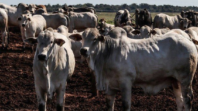 Boi gordo: maior oferta de animais não deve baixar preços da arroba, diz analista