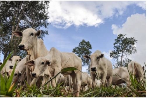 Pecuaristas aderem a programa sustentável e reforçam a importância da união da cadeia produtiva