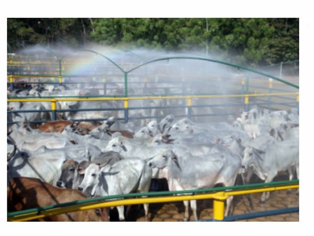MPF investiga frigorífico de Alta Floresta por comprar ilegalmente gado
