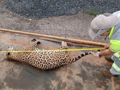 Onça pintada é encontrada morta as margens da BR 163