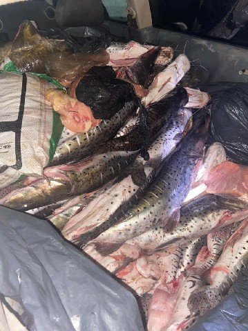 Carros que saíam de aldeia indígena com 550 kg de pescado irregular são abordados pela polícia e 5 são detidos em MT