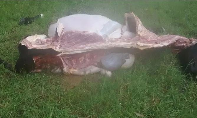 Meliantes matam e carneiam novilha na zona rural de Colíder.