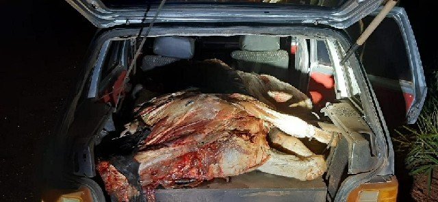 Força Tática encontra carro abandonado com vaca abatida