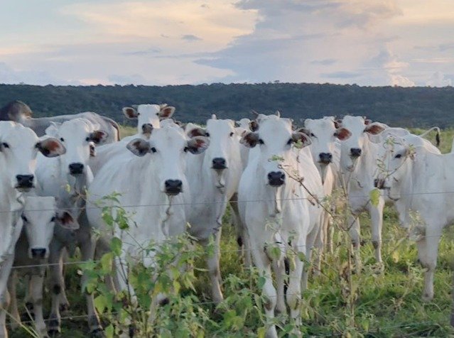 Os dados do Indea apresentaram queda no abate de bovinos em MT