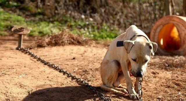 Mulher é presa por jogar água quente em cachorro em MT