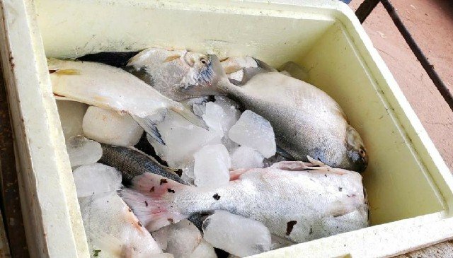 Sema apreende 450 kg de pescado irregular nas proximidades do Parque do Cristalino