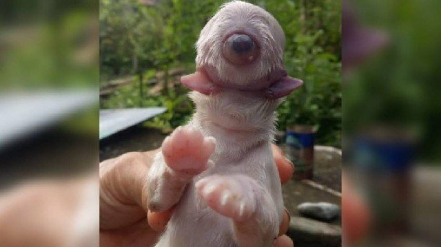 Cachorro nasce com um olho, sem focinho e com duas línguas nas Filipinas