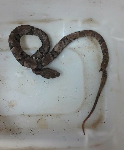 Gestante é picada por jararaca em fazenda e recebe atendimento do Corpo de Bombeiros