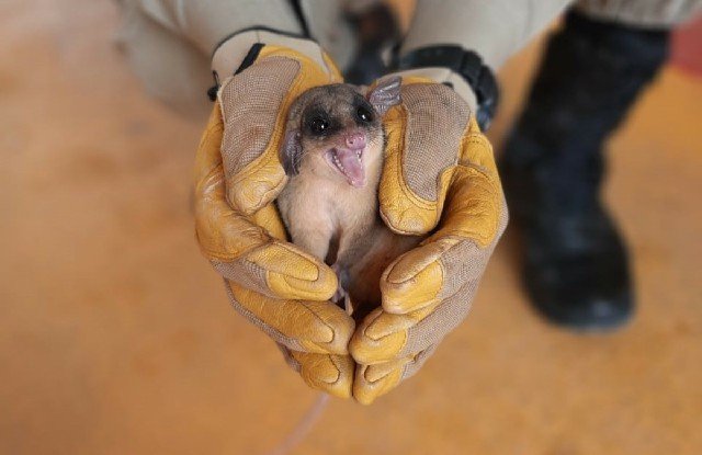 Corpo de Bombeiros realiza captura de animal silvestre em mercado