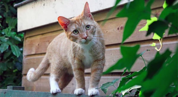 Moradores do bairro Sagrada Família de Colíder denunciam mortes de gatos por envenenamento.