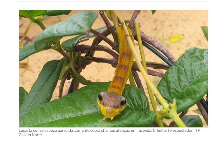 Lagarta parecida com cobra chama atenção em fazenda do ES