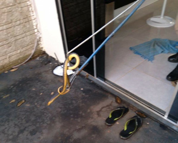Corpo de Bombeiros faz captura de serpente caninana