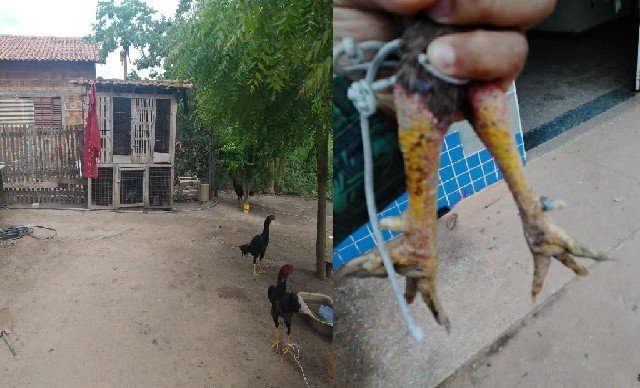 Batalhão Ambiental é acionado e encontra galos com sinais de maus-tratos