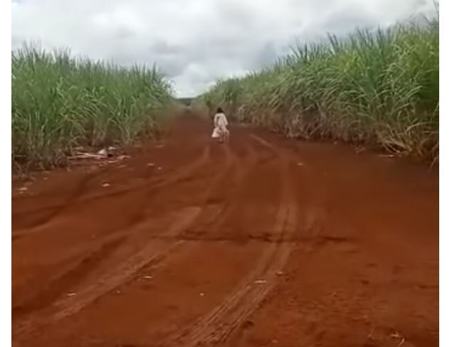 'Menina fantasma' é vista em lavoura e causa medo em agricultores