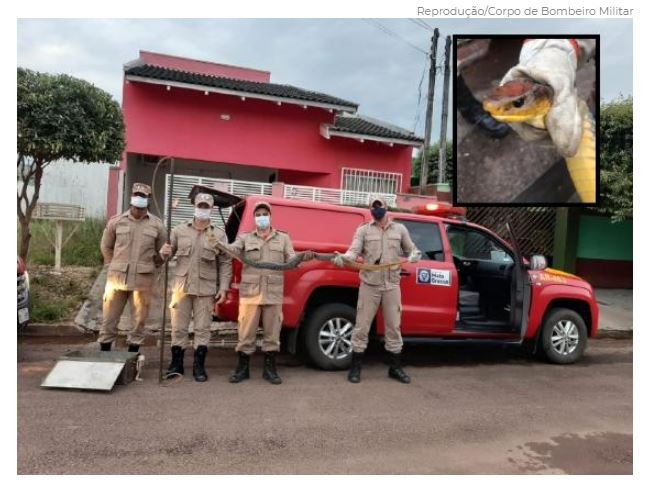 Cobra venenosa de 2 metros assusta moradores e 'invade' residência de Colíder.