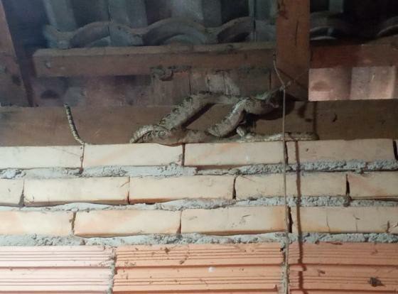 Moradora encontra jiboia de quase um metro enrolada no telhado de casa