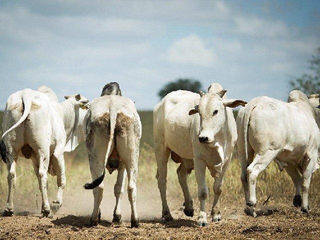 MT registra redução no número de animais abatidos e diminuição do valor pago pela indústria ao pecuarista