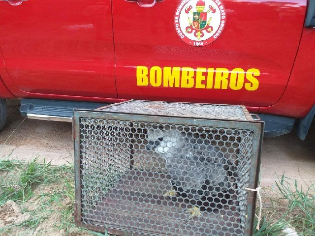 Harpia é capturada em propriedade rural