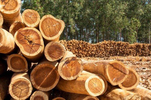 Ibama proíbe venda de madeira de MT por falta integração com o sistema da Sema