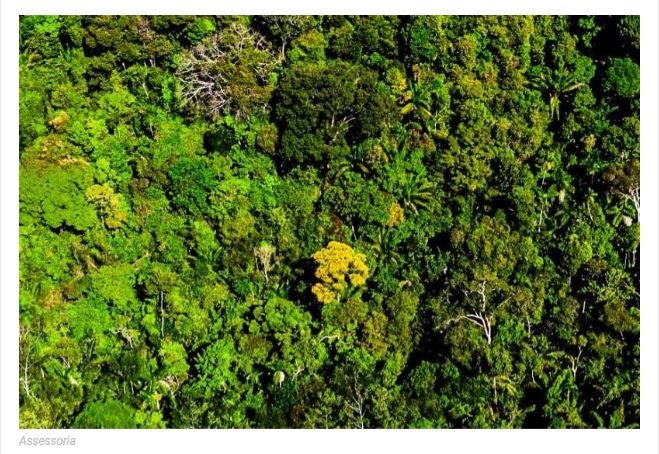 Justiça atende pedido do Estado e licenças de produtos florestais não serão bloqueadas