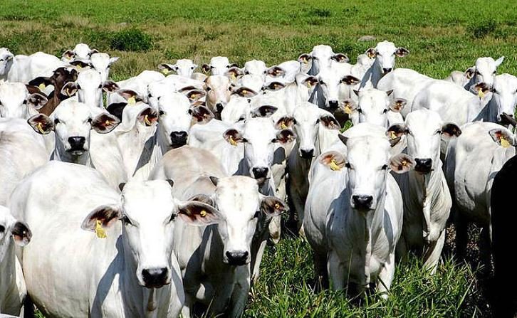 Boi encontra saida nas exportações, enquanto mercado interno continua instável.