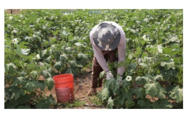 ICV e Sicredi firmam parceria para apoiar agricultura familiar na Amazônia mato-grossense