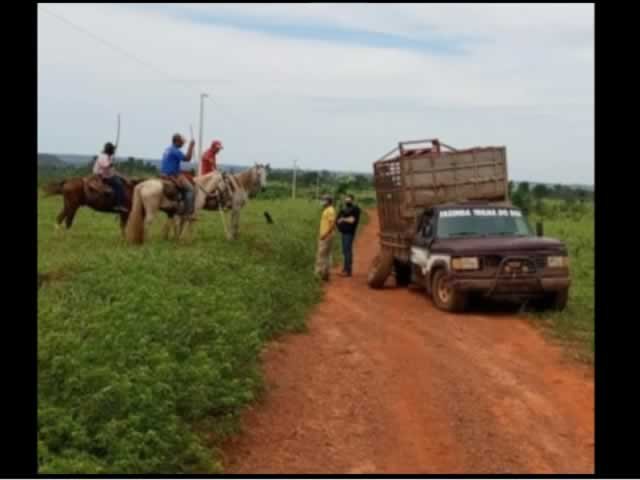 Gado furtado é recuperado e dois suspeito são presos em flagrante pela Polícia Civil
