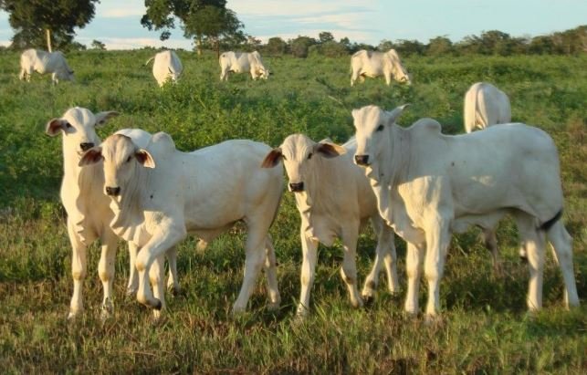 Pecuaristas aderem a programa sustentável em Mato Grosso