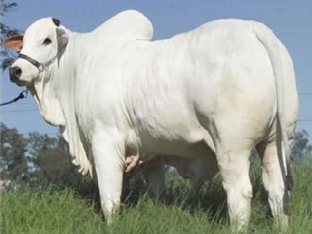 Saiba mais como será as cotações do preço do boi, milho e soja para hoje (08).