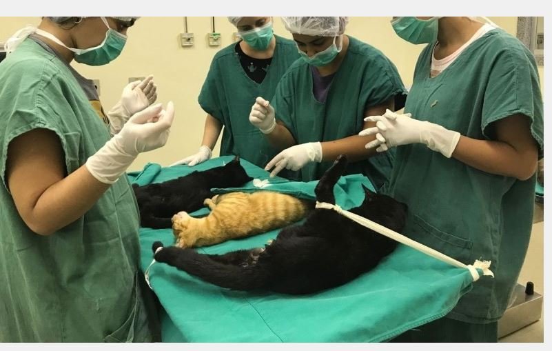 Cirurgias veterinárias podem ser suspensas para reduzir uso de insumos