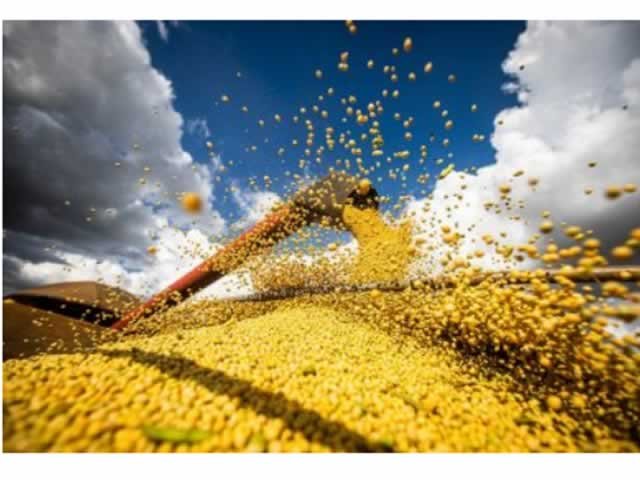 Juíza manda apreender 1,3 mil toneladas de soja para gigante do agro em MT