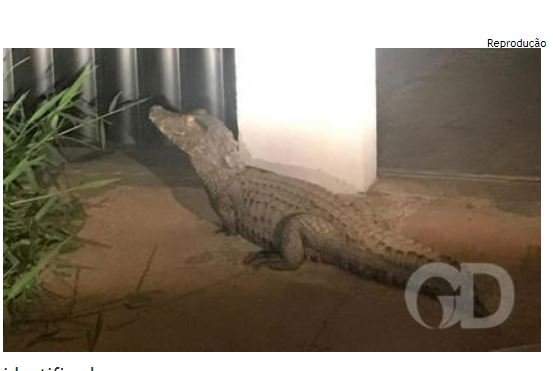 Moradora é surpreendida por Jacaré em sua porta e aciona o Corpo de Bombeiros