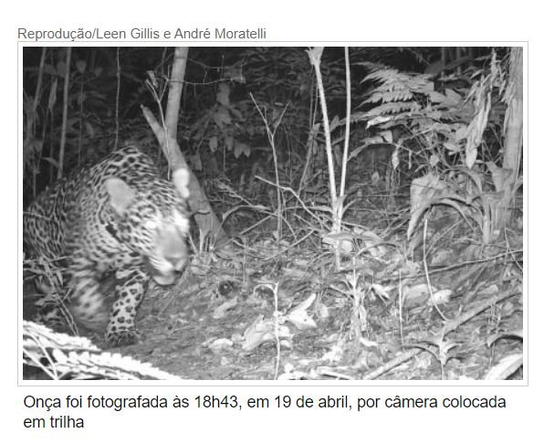 Câmera fotografa onça a menos de 300m de casa em MT (Fotos)