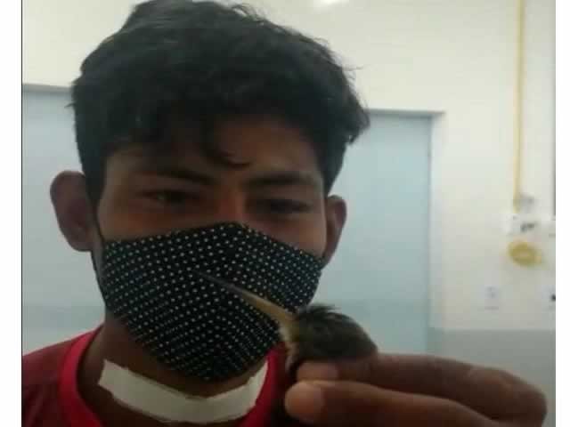 Motociclista fica com beija-flor cravado na garganta em MT