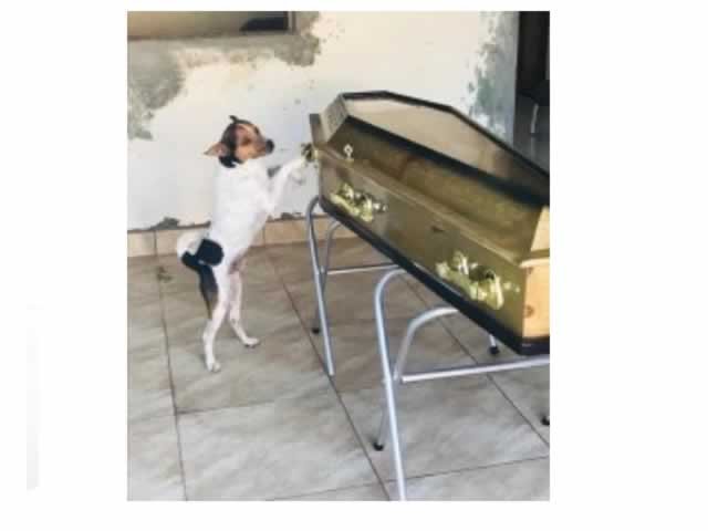 Cachorro chora e acompanha velório da dona ao lado do caixão