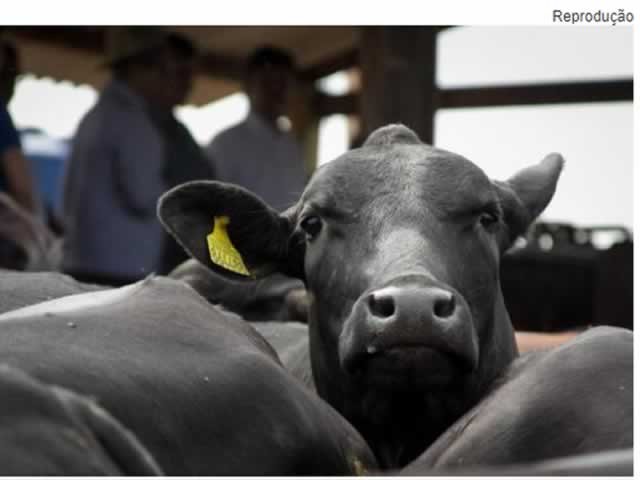 Campanha de vacinação contra a febre aftosa começa hoje (01) em Mato Grosso